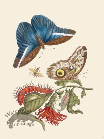 Merian Metamorphosis 60